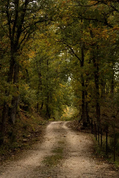 Caminho Entre Árvores Florestais Outono — Fotografia de Stock