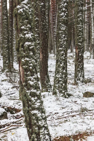 나무들이 빽빽하게 펼쳐져 눈덮인 나무숲 — 스톡 사진
