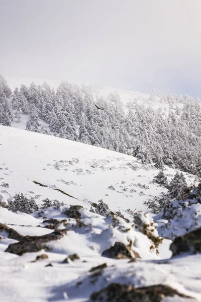 Πουλί Που Πετά Πάνω Από Χιονισμένο Πευκοδάσος — Φωτογραφία Αρχείου