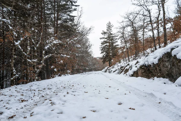 Χιονισμένο Δρόμο Που Περιβάλλεται Από Δέντρα Φθινόπωρο — Φωτογραφία Αρχείου