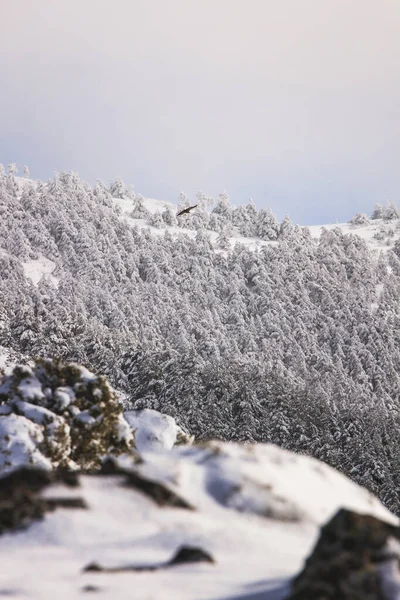 Πουλί Που Πετά Πάνω Από Χιονισμένο Πευκοδάσος — Φωτογραφία Αρχείου