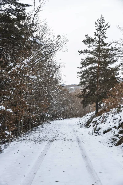 Estrada Nevada Cercada Por Árvores Outono — Fotografia de Stock