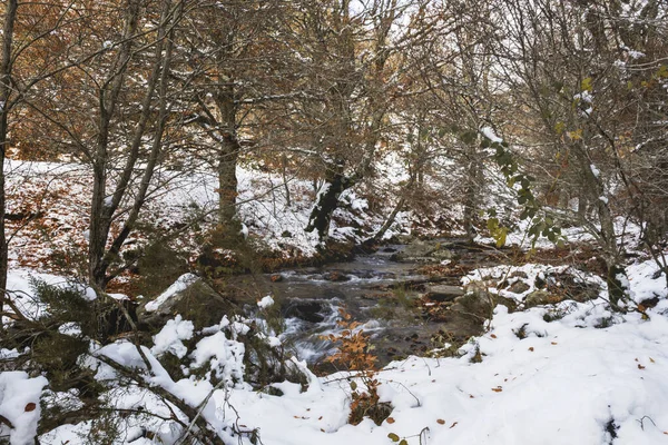 Rivière Enneigée Entourée Arbres Dans Pinède Automne — Photo