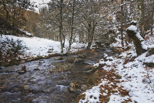 Verschneiter Fluss Umgeben Von Bäumen Kiefernwald Herbst — Stockfoto