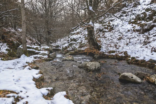 Rivière Enneigée Entourée Arbres Dans Pinède Automne — Photo