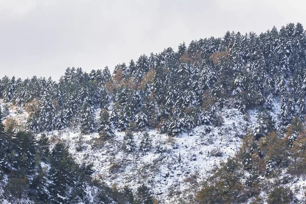 Χιονισμένο Βουνό Πευκοδάσος Φθινόπωρο — Φωτογραφία Αρχείου