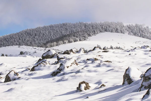 Snöigt Berg Med Tallskog — Stockfoto