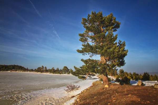 Neila Donmuş Bir Göletin Yanındaki Ağaç — Stok fotoğraf