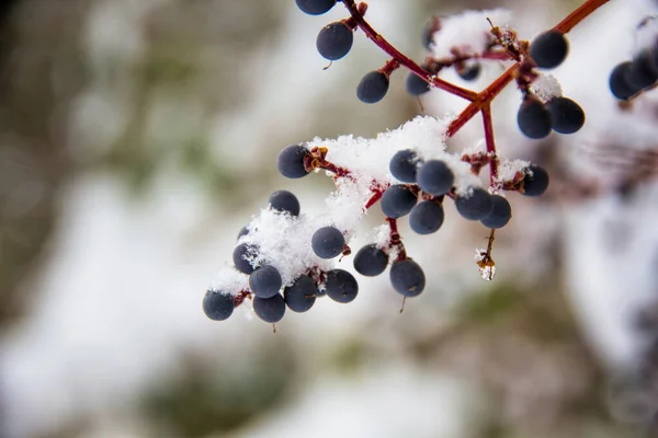 Schollen Auf Gefrorenem Ast Mit Schnee — Stockfoto