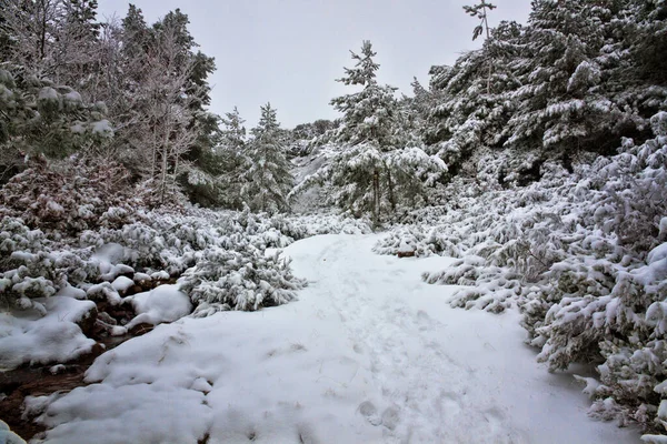 雪地的冬季风景 — 图库照片