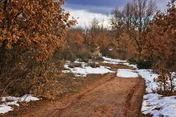 Χιονισμένο Δρόμο Φθινοπωρινά Δέντρα — Φωτογραφία Αρχείου