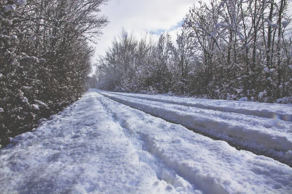 Χιονισμένο Δρόμο Ανάμεσα Στα Δέντρα — Φωτογραφία Αρχείου