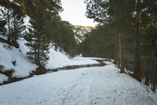 Route Enneigée Entre Les Arbres Verts Avec Traversée Rivière — Photo