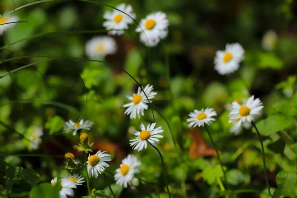 Schöne Weiße Gänseblümchen Garten — Stockfoto