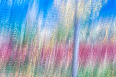 İspanya, Cuenca ve Wicker Sonbaharda Canamares 'de tarım