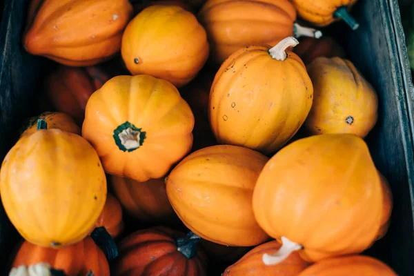 Pompoenen Markt — Stockfoto