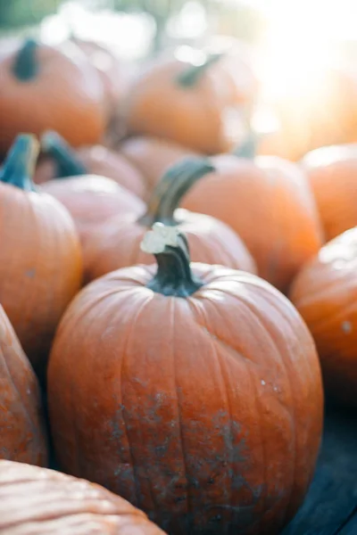 Halloween Pumpkins Market — Stock Photo, Image