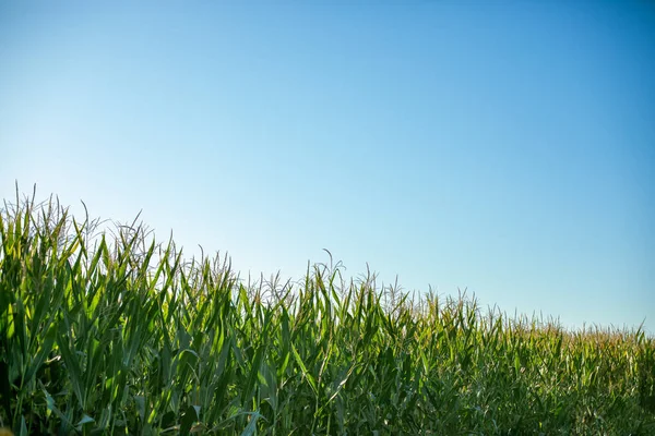 Herbe Verte Ciel Bleu — Photo