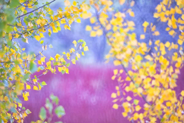 スペイン クエンカ カナマレスのウィッカー栽培秋 — ストック写真