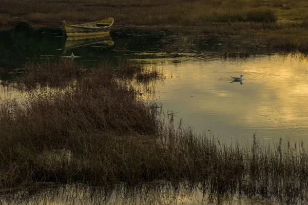 Une Belle Vue Sur Lac Dans Forêt — Photo