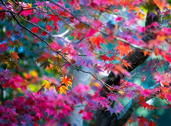 Bordo Japonês Incrível Com Folhagem Rosa Amarela Crescendo Parque Dia — Fotografia de Stock