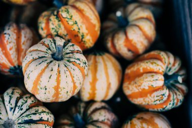 piyasada renkli kabaklar