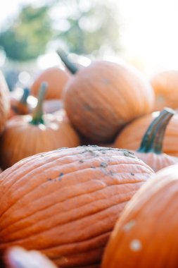 Sepetteki balkabağının yakın plan fotoğrafı.