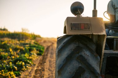 Bir adam tarlada traktör üzerinde çalışıyor.