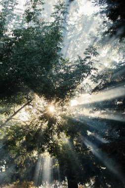 Dağlardaki güzel orman