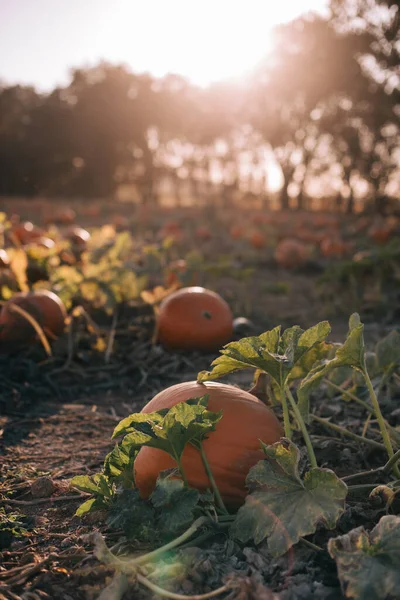 Rijpe Pompoen Groeit Tuin — Stockfoto