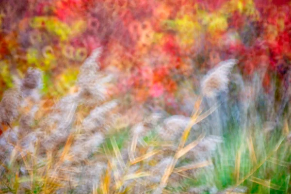 Spanya Cuenca Wicker Sonbaharda Canamares Tarım — Stok fotoğraf