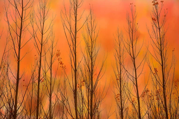 España Cuenca Cultivo Mimbre Canamares Otoño — Foto de Stock