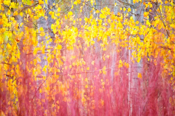 Spagna Cuenca Coltivazione Vimini Canamares Autunno — Foto Stock