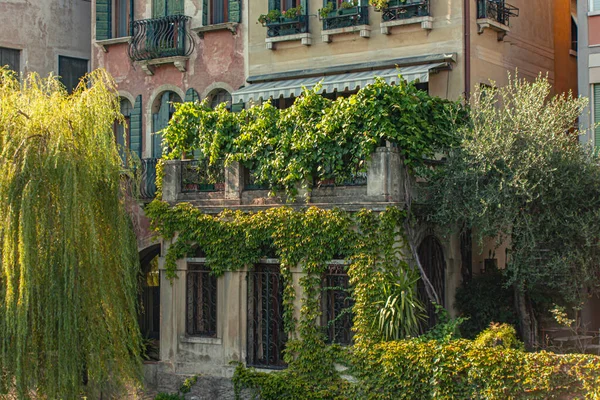 Ivy climbs the walls of an ancient house in Italy