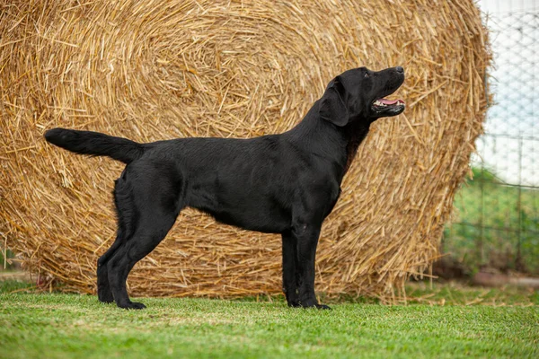 Labrador Dog Posing in a dog show with a countryside backdrop