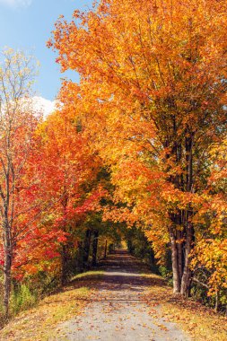 Renkli ağaçlar ve yapraklarla dolu sonbahar manzarası