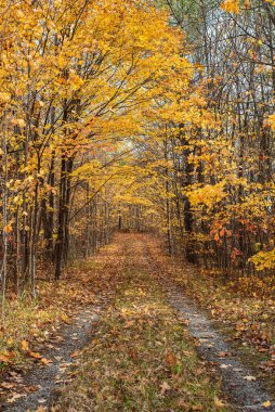 Renkli ağaçlı sonbahar ormanı