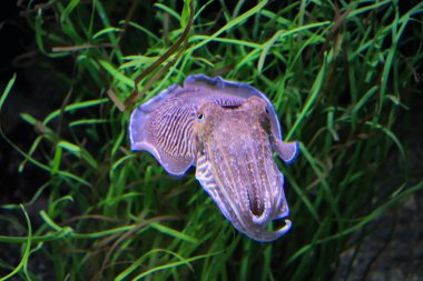 Güzel renkli bir balığın sualtı manzarası