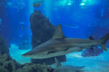 Köpekbalığıyla güzel sualtı dünyası