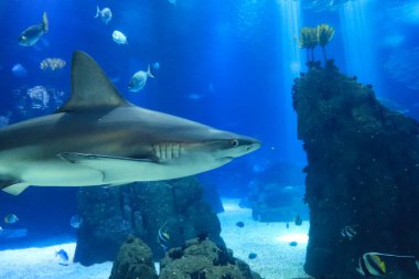 Su altı dünyası, balık, deniz yaşamı.