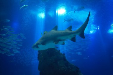 Denizin güzel sualtı dünyası