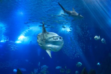 Denizde bir köpekbalığının sualtı görüntüsü