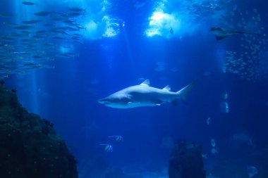 Mavi denizde yüzen bir köpekbalığının sualtı fotoğrafı.