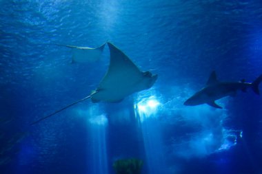 Karayip Denizi 'nin güzel sualtı dünyası