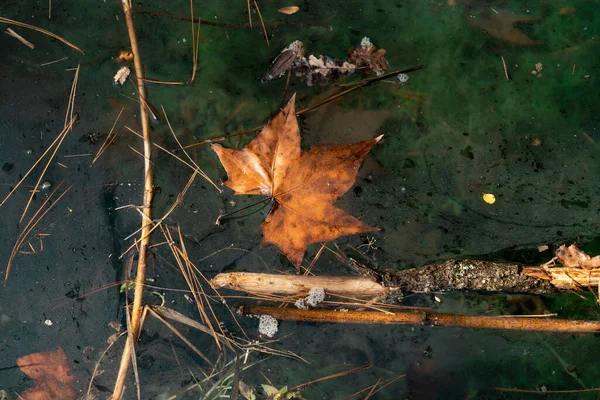 Φθινοπωρινά Φύλλα Φθινοπωρινή Χλωρίδα — Φωτογραφία Αρχείου