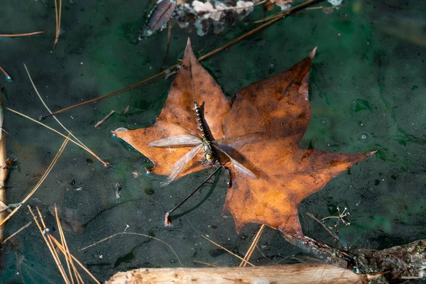 Podzimní Listy Flóra Listoví — Stock fotografie