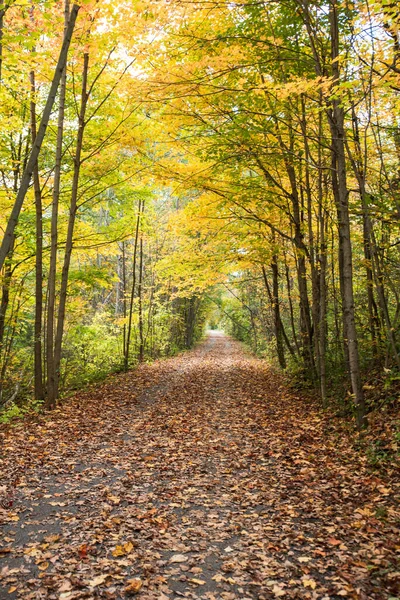 Jesienny Las Żółtymi Liśćmi Drzewami — Zdjęcie stockowe