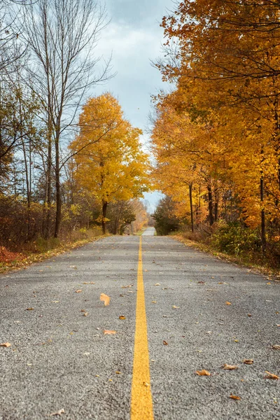 森の秋の道 — ストック写真