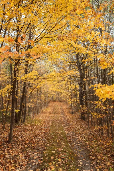 Herfstbos Met Bomen Bladeren — Stockfoto