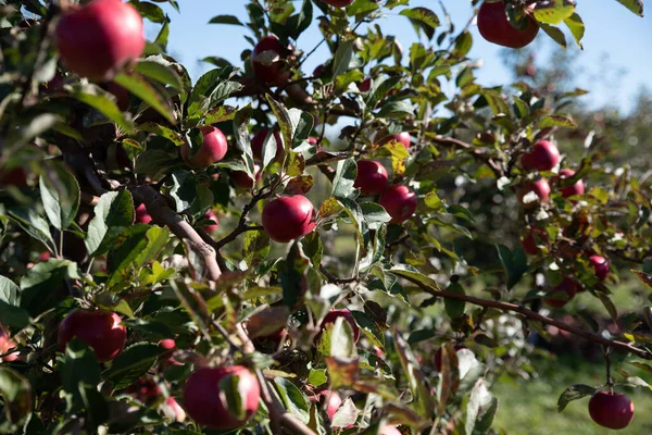 Ripe Red Apples Tree Branch — Stock Photo, Image